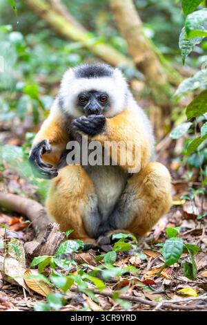 Farbenfrohes, diademiertes Sifaka Lemur, (Propithecus diadema) gefährdetes endemisches Tier auf dem Boden im Regenwald, Andasibe-Mantadia Nationalpark - Analama Stockfoto