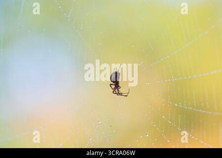 Gepunktete Spinnenkugeln liegen im Internet mit Morning Dew-Kopie Stockfoto