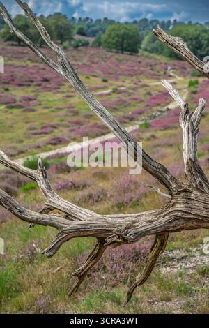 Ein verwitterter toter Baumzweig umrahmt einen malerischen Blick auf blühendes lila Heidekraut und einen gewundenen Pfad im Nationaal Park Veluwezoom, Niederlande. Stockfoto