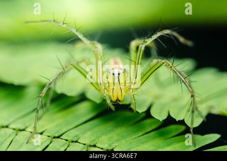 Grüne Luchsenspinne mit stacheligen Beinen auf einem hellgrünen Blatt, die komplexe Details und lebendige Farben in einer Nahaufnahme der Natur zeigt Stockfoto