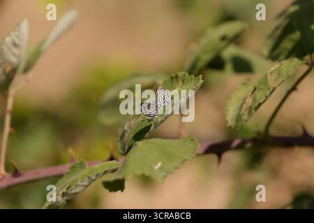 Kleine Tiger Blaue Schmetterlinge, Paarungspaar - Tarucus balkanicus Stockfoto
