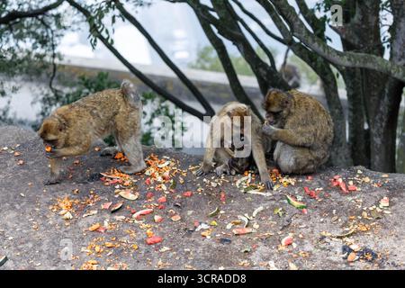 19. September 2025, Großbritannien, Gibraltar: Mehrere Affen (Berbermakaken) sitzen am 19. September 2025 in Gibraltar (British Overseas Territory, Vereinigtes Königreich) auf dem oberen Bereich des Felsens von Gibraltar, dem Naturreservat Upper Rock, sitzen an einer Futterstelle und fressen gemahlene Früchte. Berbermakaken (Macaca sylvanus), auch bekannt als magots, sind eine Art von Makaken aus der Familie der Guenon. Die Tiere sind eine Attraktion und Wahrzeichen von Gibraltar und die einzigen wilden Affen in Europa. (Tier, Symbolbild, Symbolfoto, Symbolfoto, Illustrationsfoto, Themenbild, allgemeines Bild, Themenfoto) Foto: Matthia Stockfoto