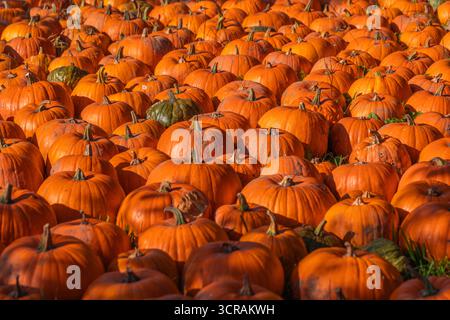 Nahaufnahme von orangefarbenen Kürbissen (Cucurbita pepo) auf Gras, Herbsternte, natürliches Tageslicht, geringe Tiefe des Feldes, Foto des landwirtschaftlichen Bestands Stockfoto
