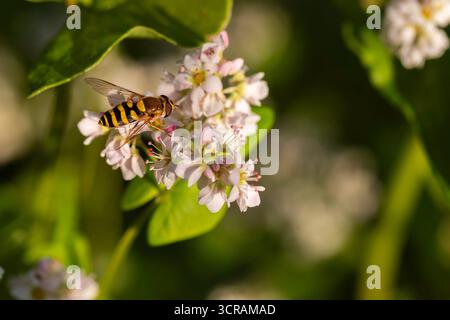 MakroNahaufnahme von hoverfly (Syrphidae), die sich von weißen Blumen ernährt, Bestäubung, geringe Tiefen des Feldes, natürliches Tageslichtbestäuber Stockfoto Stockfoto