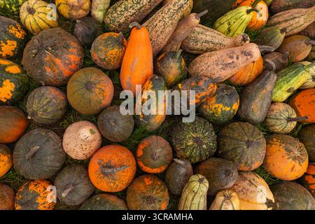 Nahaufnahme von Kürbissen und Kürbissen (Cucurbita spp.), melierter grüner und orangener Schalen, natürliches Sonnenlicht, Details zur Herbsternte Stockfoto
