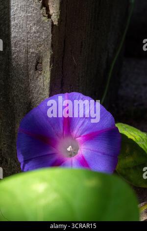 Nahaufnahme einer leuchtenden violetten Morgenblume im Sonnenlicht, die in der Nähe eines rustikalen Holzzauns mit grünen Blättern wächst. Perfekt für Natur, Gartenarbeit, an Stockfoto