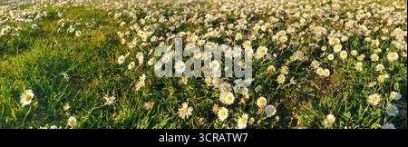Ein malerisches horizontales Bild, das ein üppiges Feld mit blühenden weißen Gänseblümchen unter natürlichem Sonnenlicht zeigt. Perfekt für Stiftleisten oder Großformatdesigns Stockfoto