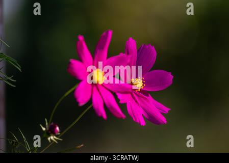 Nahaufnahme von zwei leuchtenden rosa Kosmos-Blüten mit zarten gelben Mittelpunkten, aufgenommen in natürlichem Sonnenlicht mit einem unscharfen dunklen Hintergrund. Ideal Stockfoto