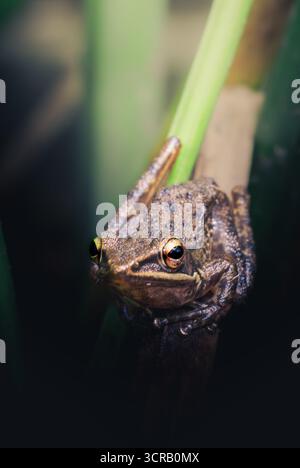 Makroaufnahme eines braunen Froschgesichts mit detaillierter Haut und goldenen Augen, mit Textur und Tiefe. Amphibienporträt in natürlichen Lebensräumen, Tierwelt. Stockfoto