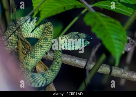 Borneanische Kielende Grubenviper (Tropidolaemus subannulatus) in ihrem Regenwald-Lebensraum bei Nacht. Stockfoto