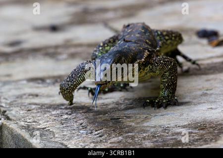 Asiatische Wassermeldechse (Varanus salvator), die mit der Gabel der blauen Zunge schwingt Stockfoto
