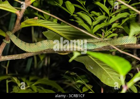 Wilde Grubenschlange, die auf einem Baumzweig im Dschungel von Borneo, Malaysia, ruht Stockfoto