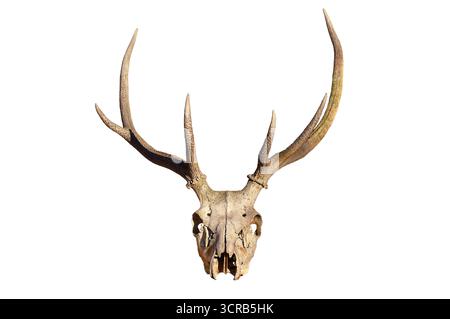 Hirschschädel mit großen Geweihen auf weißem Hintergrund für Wildtiere und Naturkunst Stockfoto