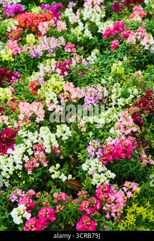 Snapdragon blüht in der Blüte. Mehrfarbige Antirhinum-Blüten aus nächster Nähe Stockfoto
