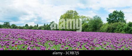 Opium-Mohnfeld im Frühling mit wunderschönen violetten Blüten in Panoramablick. Papaver somniferum. Blühender Brotmohn in idyllischer Landschaftsszene. Stockfoto
