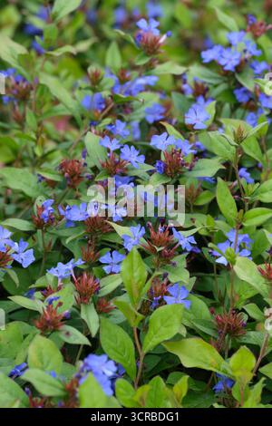 Ceratostigma plumbaginoides, blau geblümte Bleikraut, strauchiger plumbago, roter Stiel, hellgrüne Blätter, blaue Blumen Stockfoto