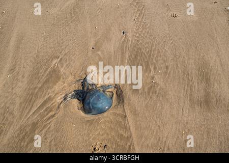 Tote Quallen an einem dunklen Sandstrand Stockfoto