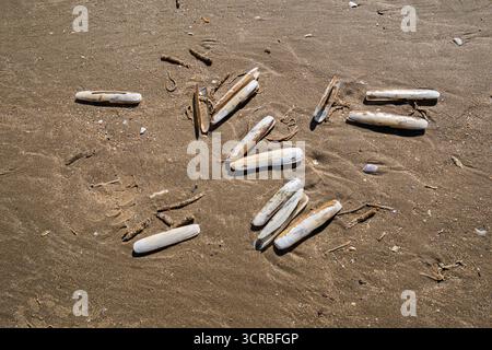 Eine Nahaufnahme der Muscheln aus Rasiermessern, die über einen dunklen, nassen Sandstrand verstreut sind Stockfoto