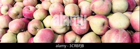 Viele frische Äpfel verschiedener Sorten auf dem saisonalen Markt Stockfoto