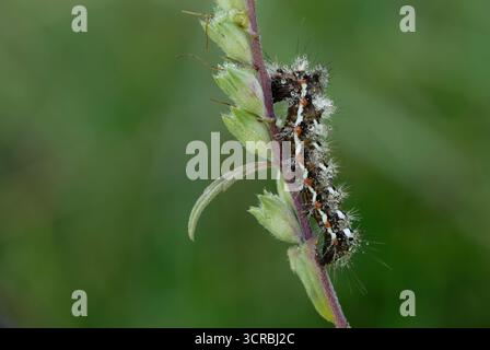 Braunschwanzmotte raupe, Euproctis chrysorrhoea auf einer Wiesenpflanze. Am Morgen Tau. Mit Wassertropfen am Körper, Nahaufnahme. Bodovka, Slowakei Stockfoto