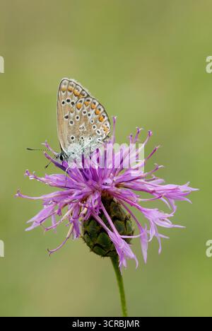 Gewöhnlicher blauer Schmetterling, Polyommatus icarus Weibchen sitzt auf einer blühenden Distelblume, Nahaufnahme. Isoliert auf hellgrünem Hintergrund. Bodovka, Slowakei Stockfoto