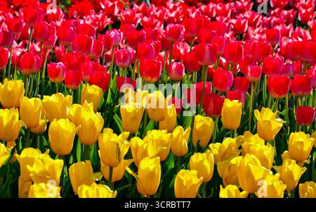 Tulpen blühen reichlich in einem gepflegten Garten und zeigen eine farbenfrohe und harmonische Blumenausstellung, die die Ankunft von spr signalisiert Stockfoto