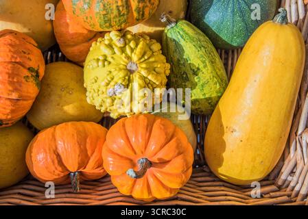 Eine lebendige Kollektion von Winterkürbis, Kürbissen und/oder Kürbissen. Die Begriffe sind oft austauschbar, einige sind sehr dekorativ, andere essbar. Stockfoto
