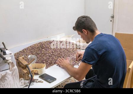 Sortieren frisch gepflückter Pistazien von Hand in Bronte, Sizilien, der Quelle der besten Pistazien der Welt Stockfoto