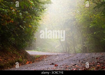 Sonnenlicht zieht im Herbst in den North Carolina Mountains durch den nebeligen Morgenwald. Stockfoto