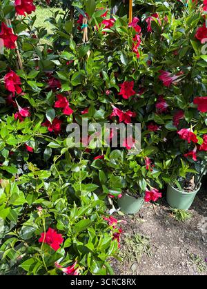 Die rote dipladenia mandevilla blüht auf einem Topf in einer Pflanzenzüchterei. Sanderi, Sundaville. Perfekt für Blumen- und botanische Themen. Gartenidee. Stockfoto
