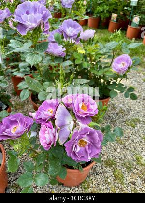 Pacific Dream Rose. Schöne pastellfarbene violette Rose blüht im Sommergarten. Perfekt für Blumen- und botanische Themen. Gartenidee. Stockfoto