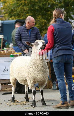 40. Masham Sheep Fair, Masham, North Yorkshire, England Stockfoto
