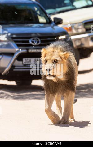 Kalahari Lion (Panthera Leo) gefolgt von Touristenfahrzeugen, Kgalagadi Transfrontier Park, Nordkap, Südafrika. Mann mit Touristenfahrzeugen Stockfoto