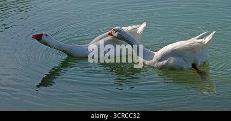 Zwei Hausgänse (Anser anser domesticus) schwimmen in klarem blauem Wasser. Beide haben orangefarbene Schnäbel und Beine, typisch für Hausrassen. Eine Gans verlängert mich Stockfoto
