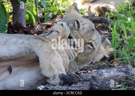Afrikanische Löwe, Löwe (Panthera leo) liegend mit gefalteten Pfoten, Nahaufnahme Kopfschuss, Limpopo, Südafrika Stockfoto