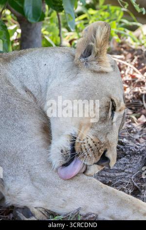 Afrikanische Löwe, Löwe (Panthera leo), die sich im Schatten des Mopanbaums pflegt, Nahaufnahme Kopfschuss, Limpopo, Südafrika Stockfoto