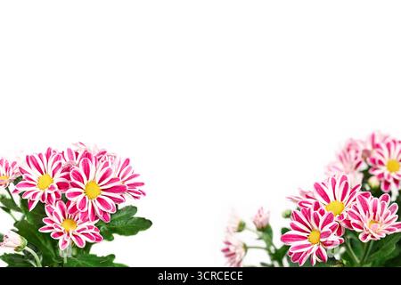 Hellrosa und weiße Chrysanthemen (Chrysanthemum morifolium) auf weißem Hintergrund. Stockfoto