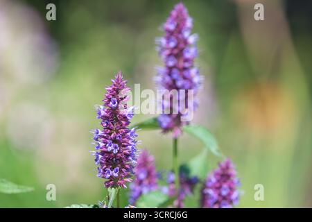 Nahaufnahme einer blühenden lila agastache-Blume Stockfoto