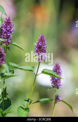 Nahaufnahme einer blühenden lila agastache-Blume Stockfoto
