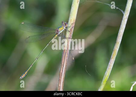 Willow Emerald Damselfly (Chalcolestes viridis) saß auf einem Stamm in Yorkshire England Stockfoto