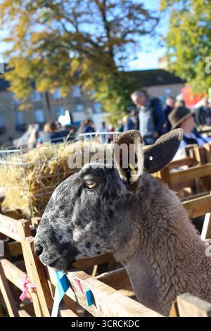 40. Masham Sheep Fair, Masham, North Yorkshire, England Stockfoto
