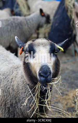 40. Masham Sheep Fair, Masham, North Yorkshire, England Stockfoto