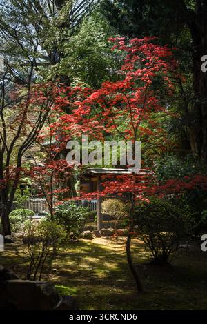 Wunderschöner herbstlicher Garten, rote Blätter auf Ahornbäumen im Gotokuji-Tempel, Japan. Stockfoto