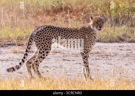 Cheetah (Acinonyx jubatus) Kgalagadi Transfrontier Park, Kalahari, Südafrika Stockfoto