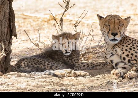 Gepard (Acinonyx jubatus) Junges Junges Junges in der Ruhe mit seiner Mutter, Kgalagadi Transfrontier Park, Kalahari, Nordkap, Südafrika, afrikanische Geparden sind Stockfoto