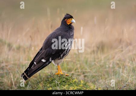 Carunculated Caracara (Phalcoboenus carunculatus) auf der Vegetation páramo, Antisana Nationalpark, Ecuador. Stockfoto