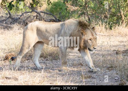 Junger afrikanischer Löwe (Panthera leo) auf der Jagd in der bewaldeten Mopane-Savanne Limpopo, Südafrika Stockfoto