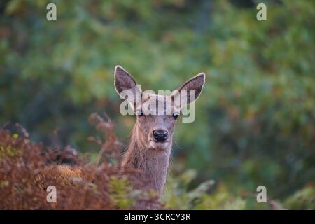 Porträt von Rotwild im Bradgate Park, Leicester, England. Stockfoto