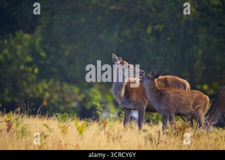Rotwild lecken Kalb im Bradgate Park, Leicester, England. Stockfoto