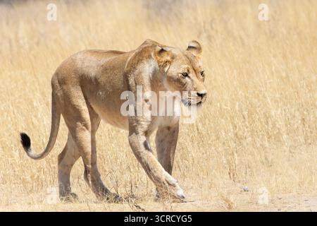Kalahari Löwe, Löwe (Panthera Leo), Spaziergang im Grasland bei Sonnenaufgang, Kgalagadi Transfrontier Nationalpark, Südafrika. IUCN Rote Liste gefährdet Stockfoto